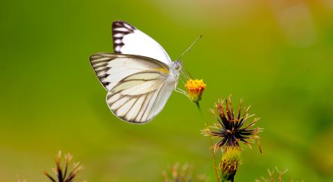 Photo d'un papillon